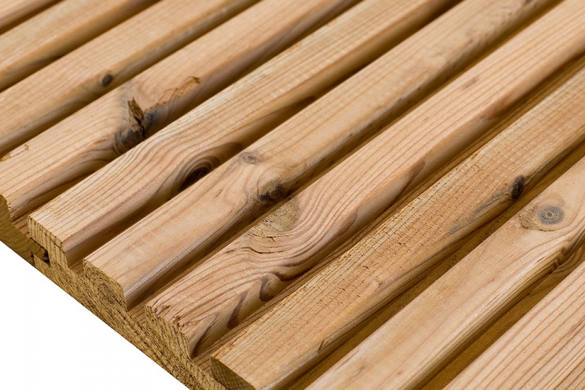 termo sosna tarasowa