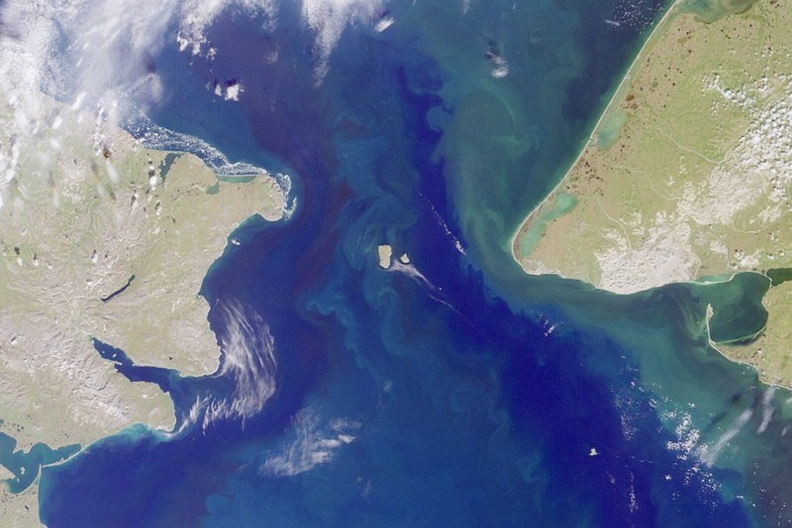 Ciesnina beringa nasa