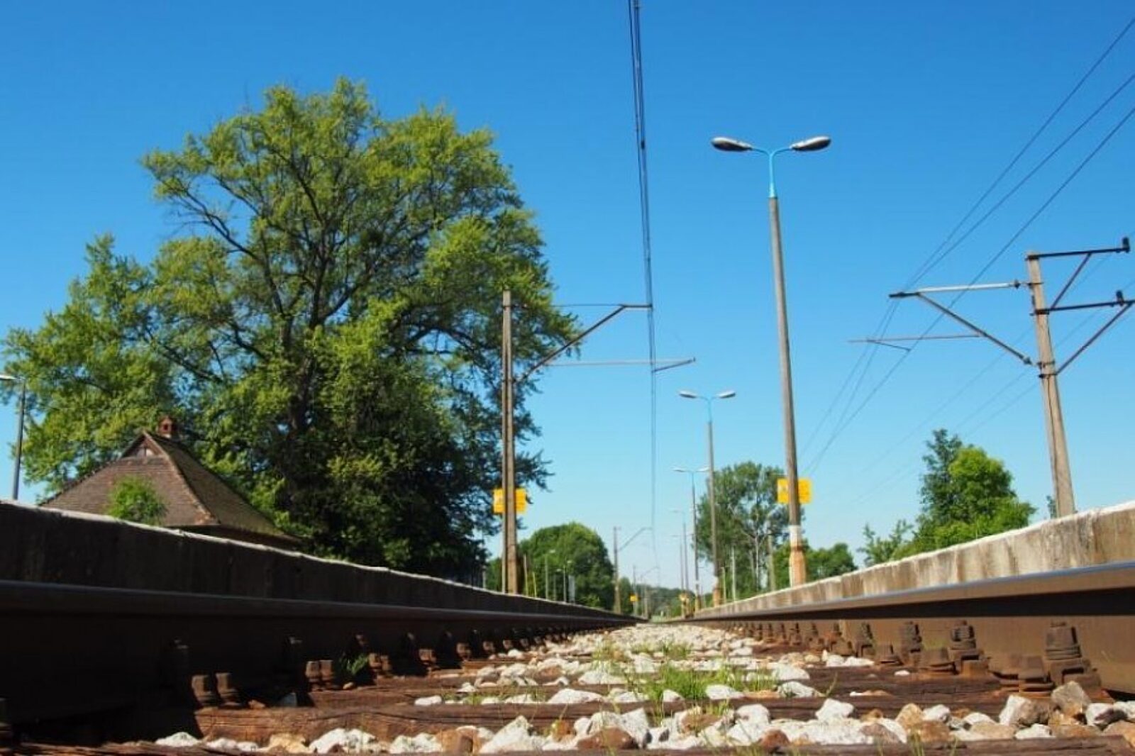 Bukowianin drzewo roku klubgaja pl