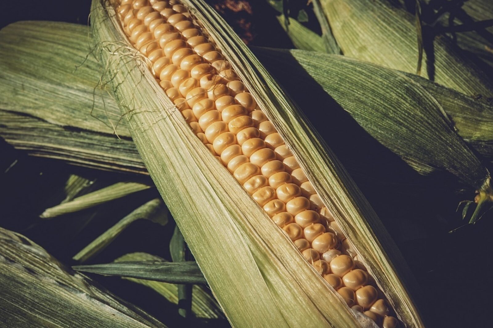 Corn 3705687 1280
