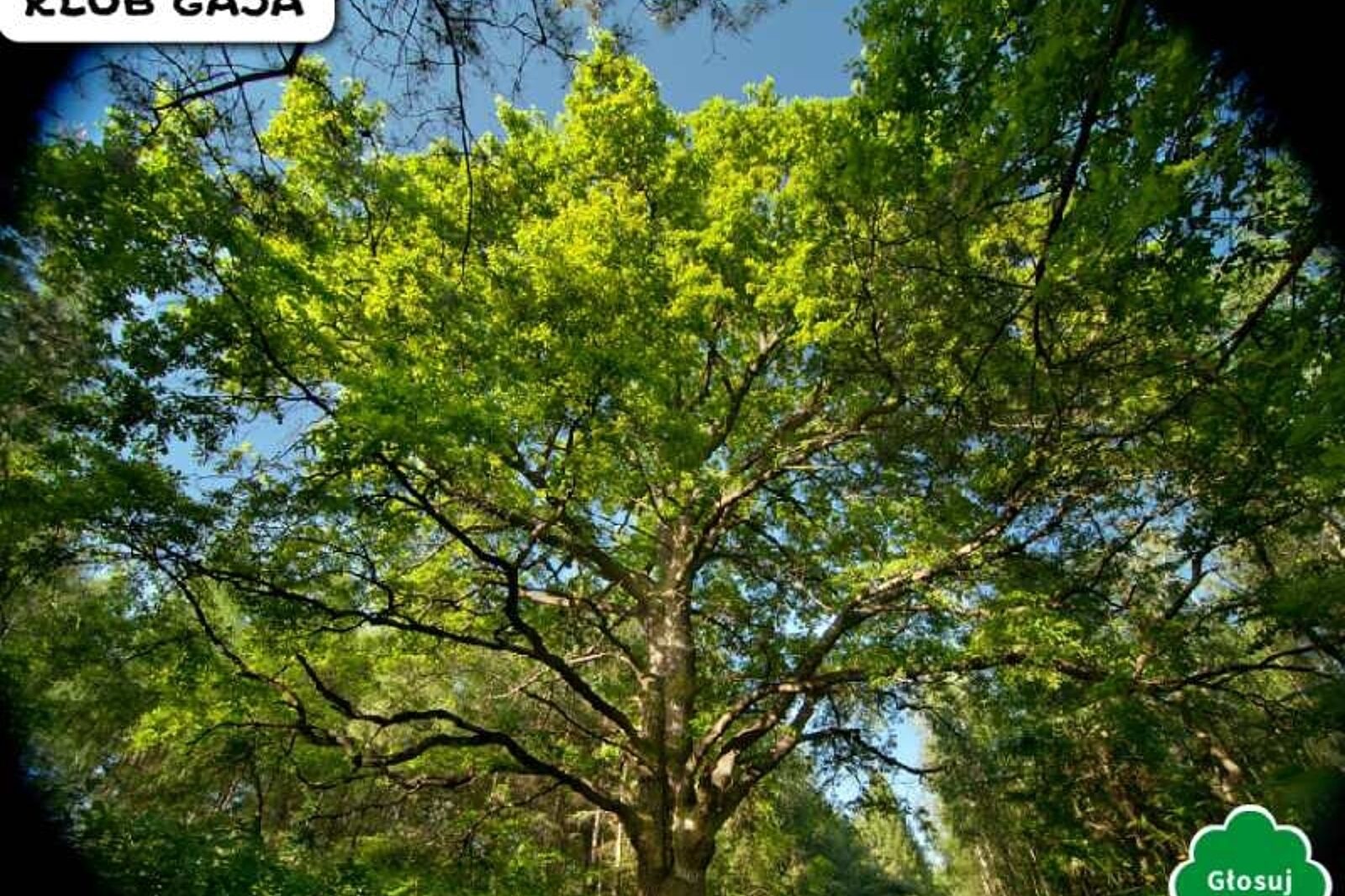 dąb harcerski