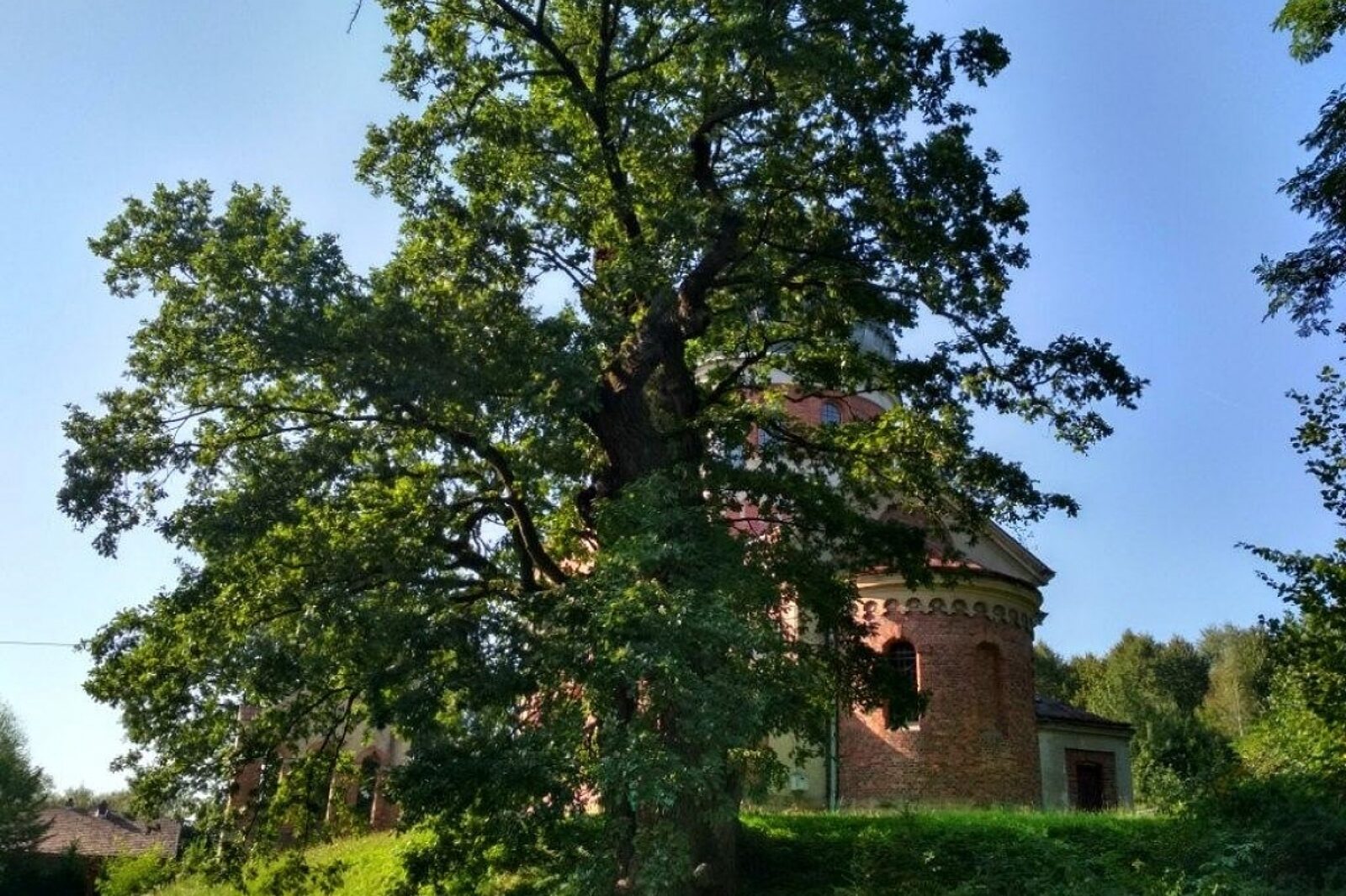 Dab jagiellon klubgaja pl kopia