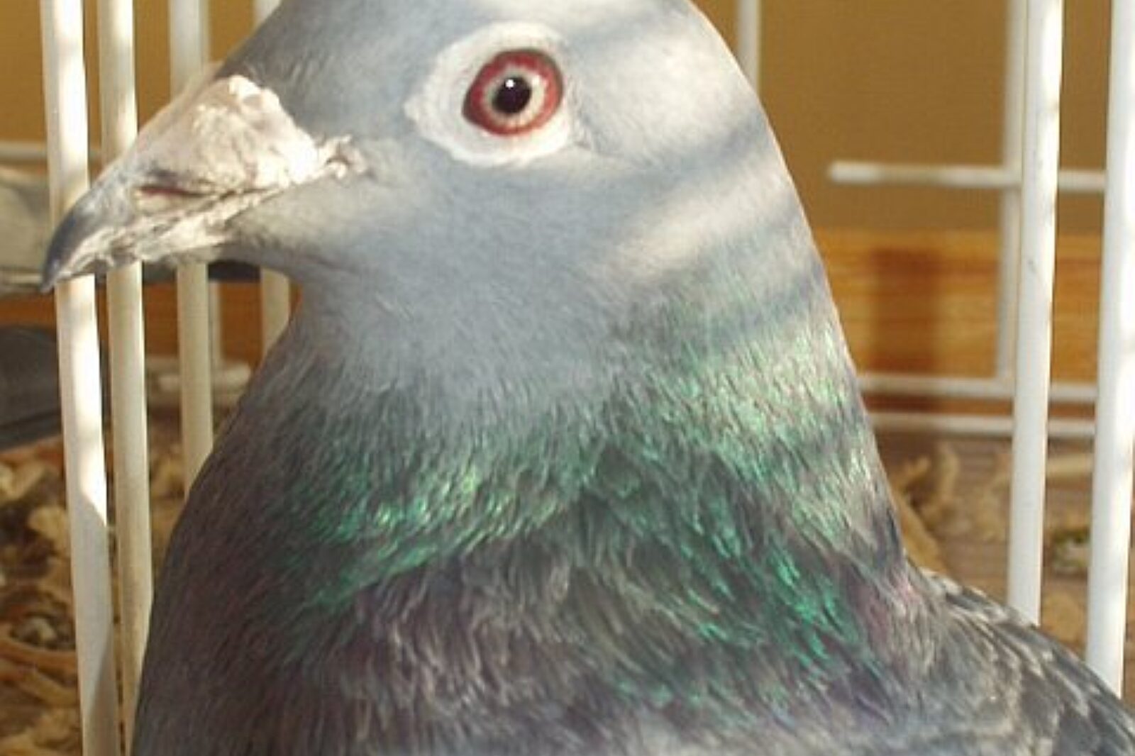 Golab golebiepocztowe pl