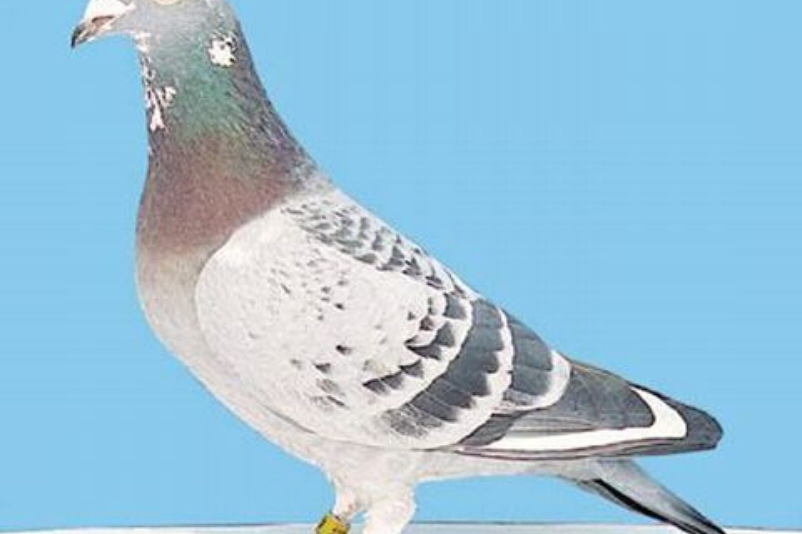 Golab pocztowy free of pl