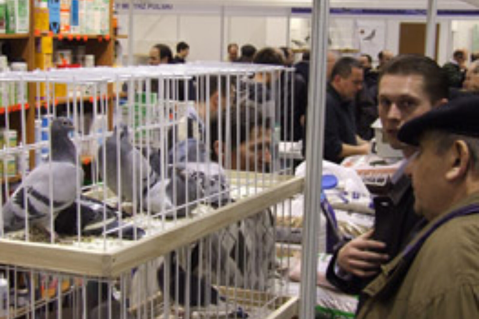 Golebie expo sosnowiec zaglebie info