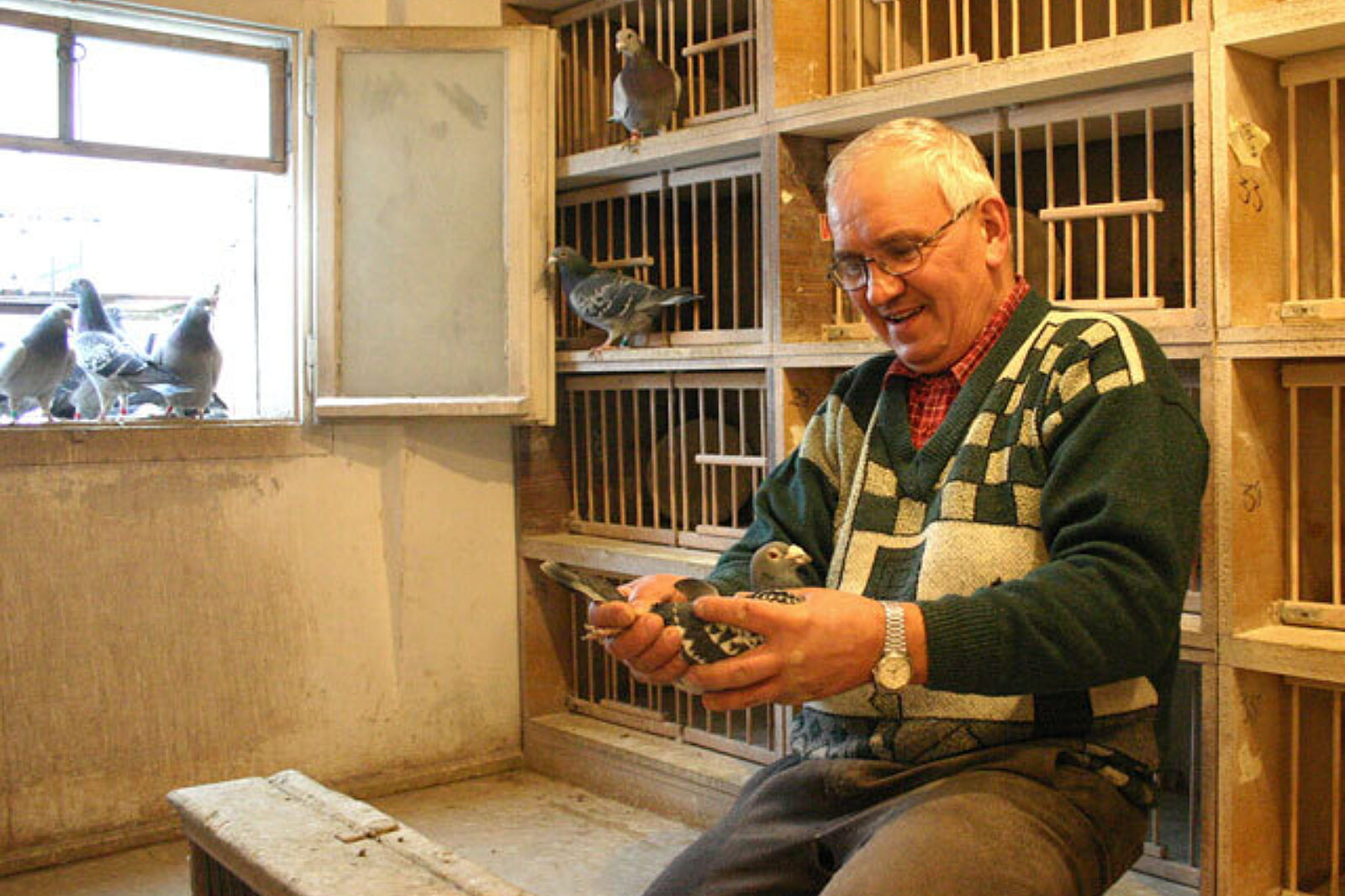 Hain jerzy wariacje JECH