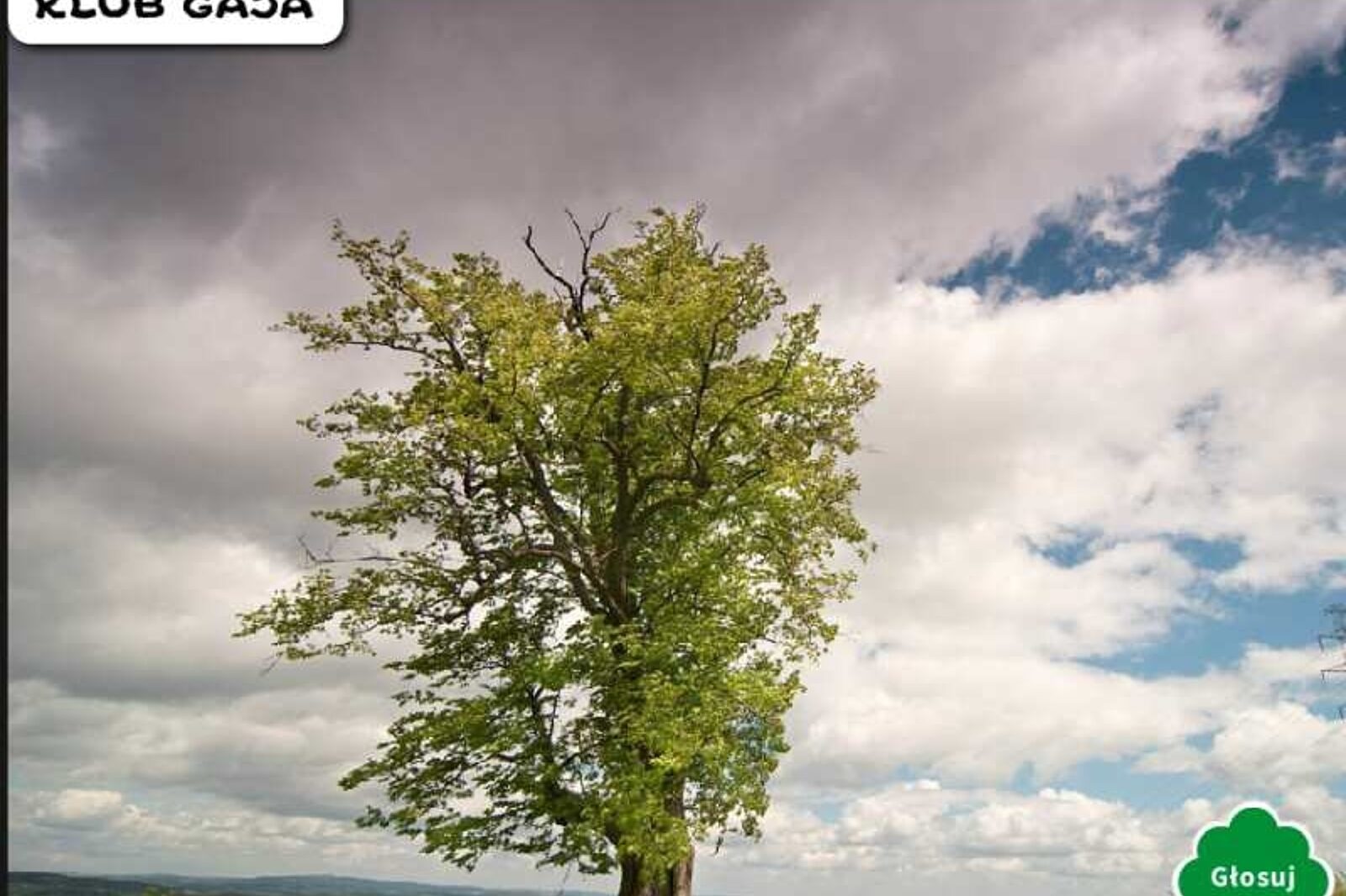 lipa pobłogosławiona