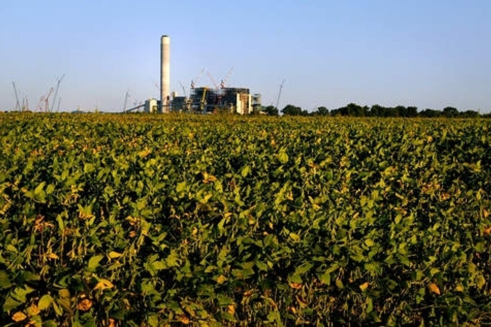 Lively grove elektrownia napervillesun com