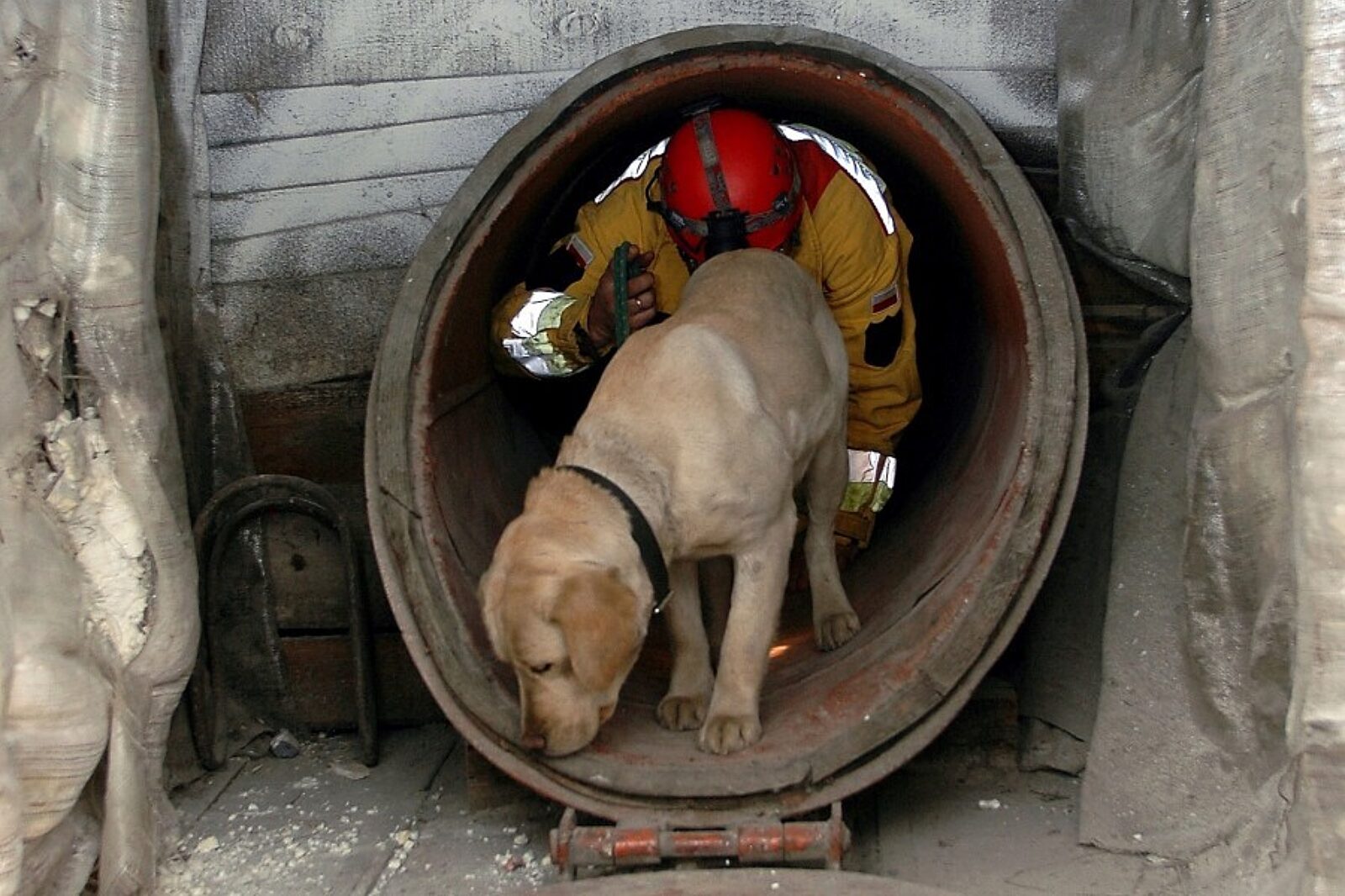 Pies ratowniczy arc k2m