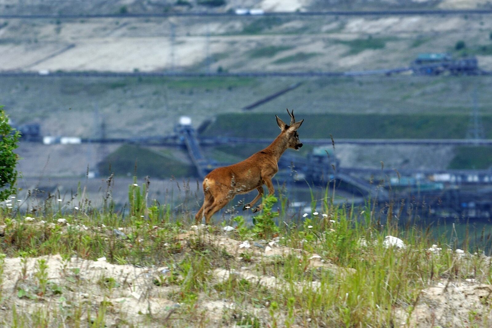 Sarnyprzykwbbelchatow 1