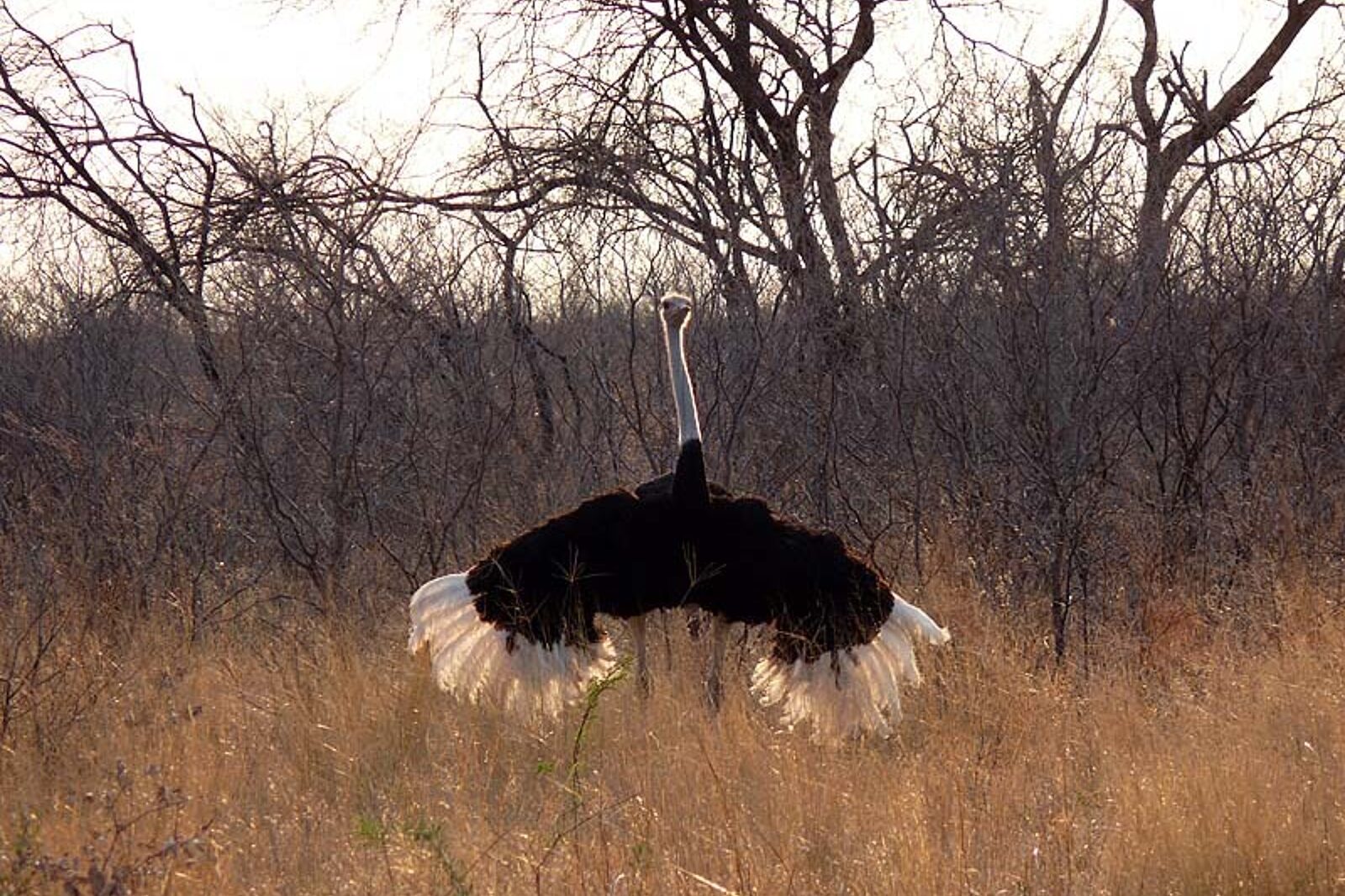 Skrzeczyna podroze 01 56