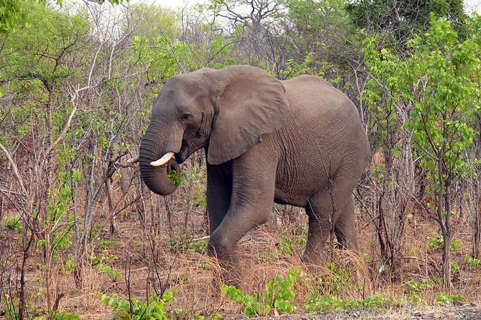 Skrzeczyna podroze 01 63