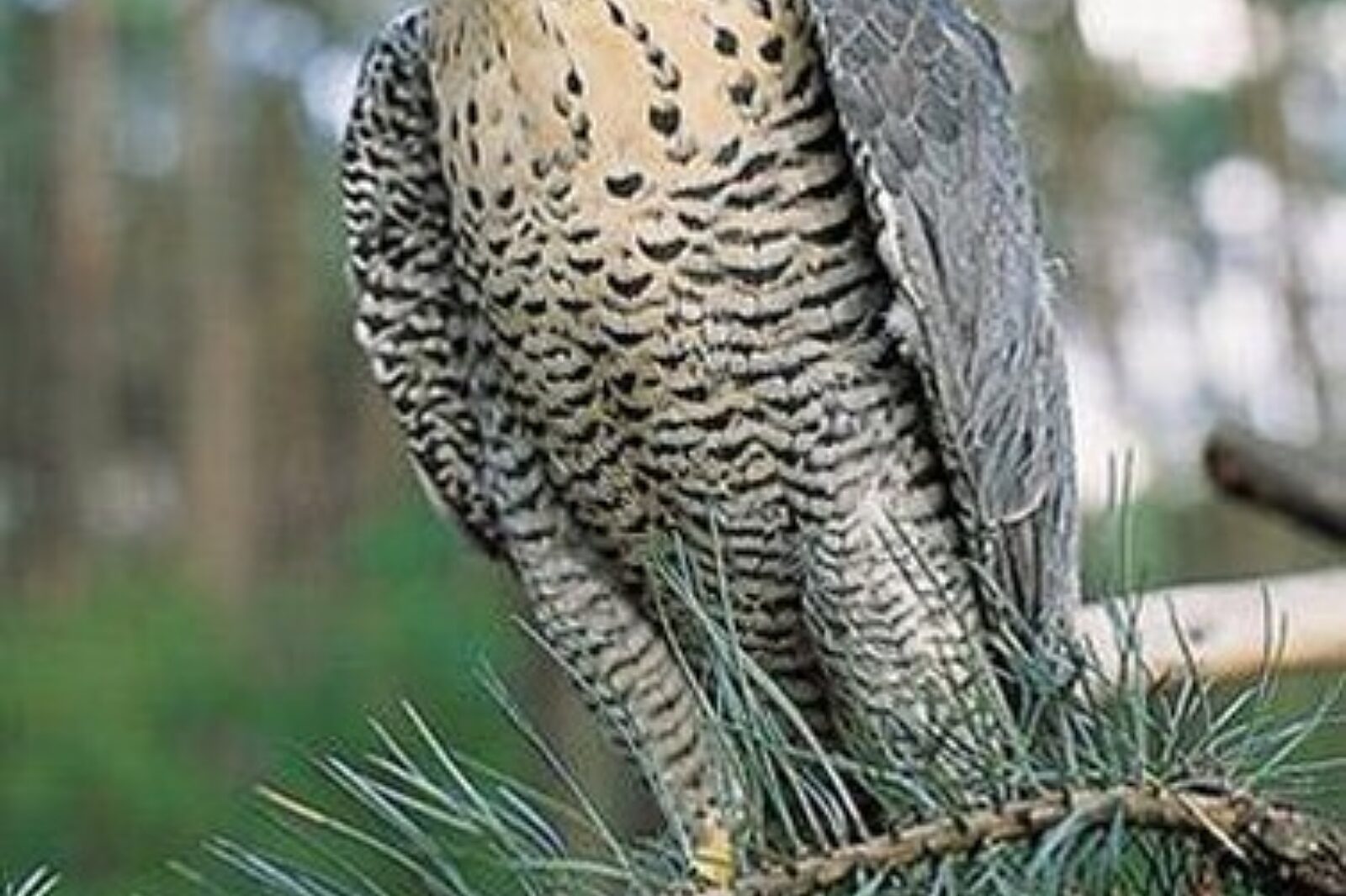 Sokol wedrowny msw pttk org pl