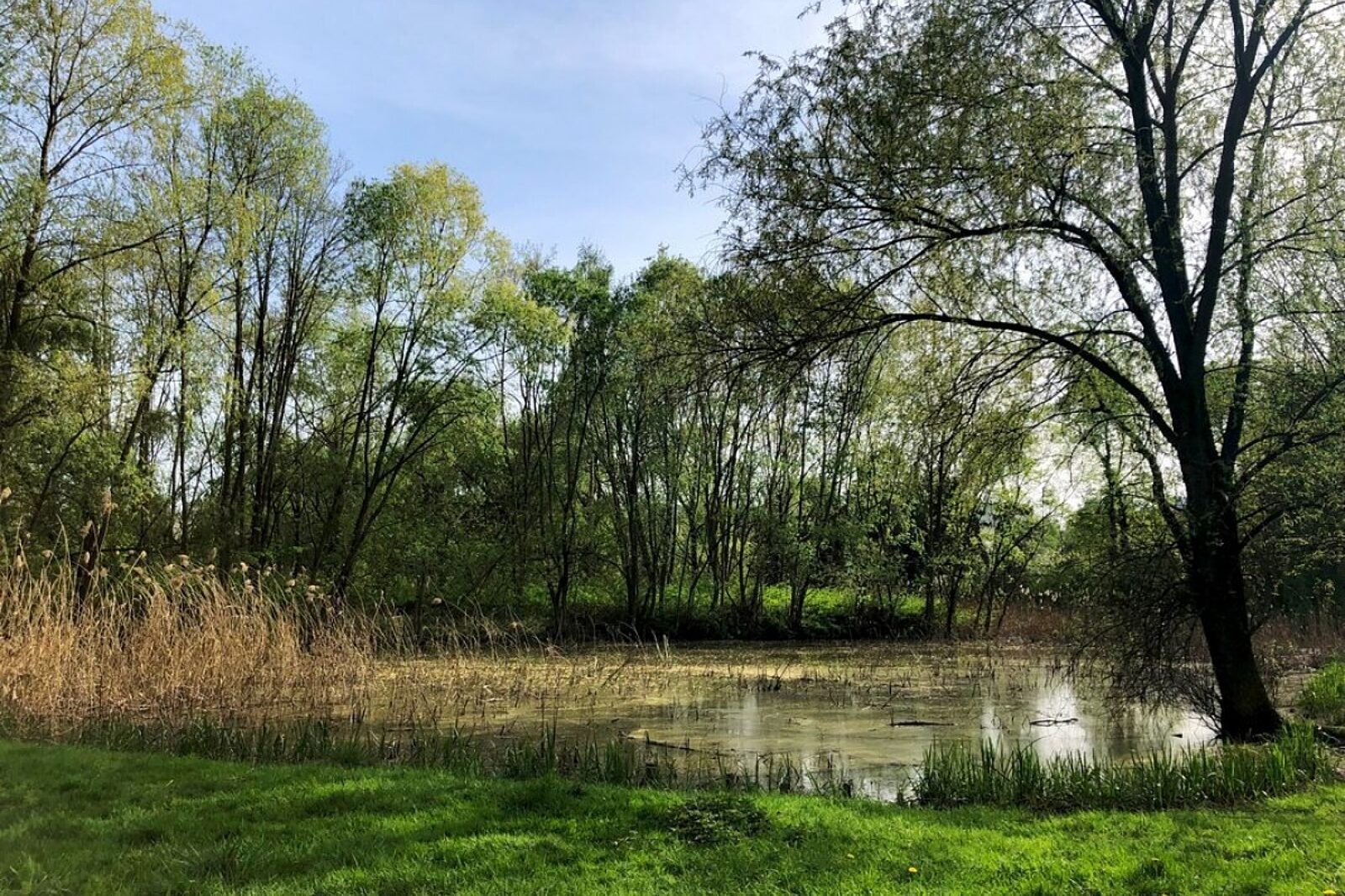 Tn zielonyterengliwice