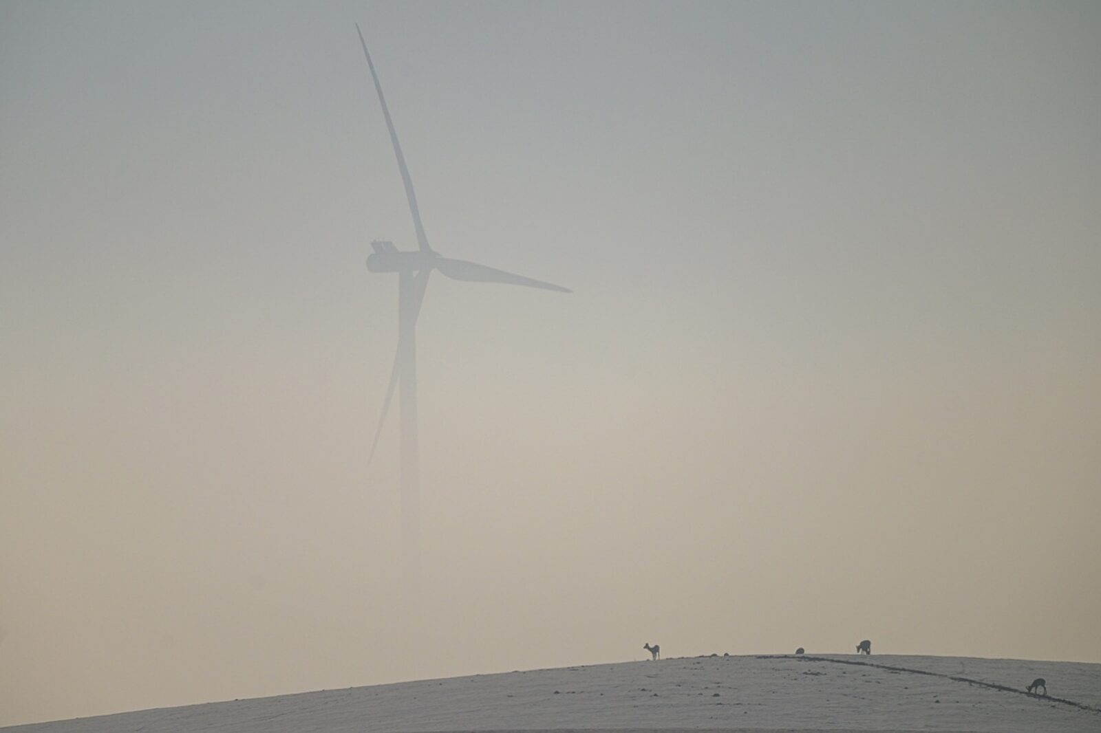 Wiatraki subkowy orlen