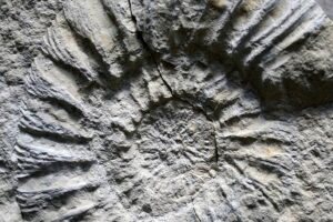 Amonit pig pib a kin