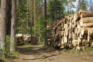 Bialowieska wycinka puszcza pracownia org pl