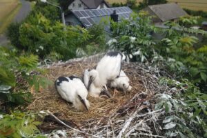 Bocianpgedystrybucja