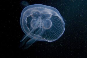Chelbia modra meduza wikipedia