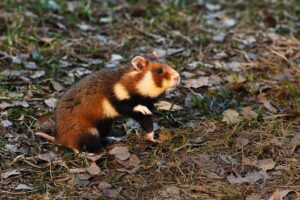 Chomik europejski wfosigw