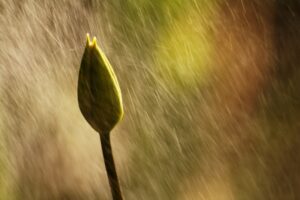 Deszczowa wiosna brygidabardoda