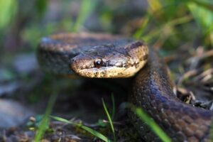 Gniewosz plamisty gorazdze