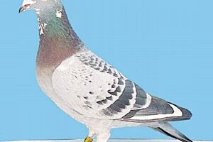 Golab pocztowy free of pl