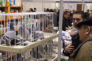 Golebie expo sosnowiec zaglebie info