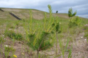 Pge rekultywacja pge giek