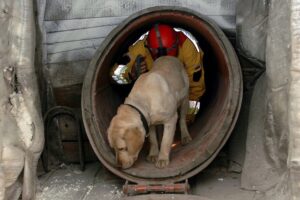 Pies ratowniczy arc k2m