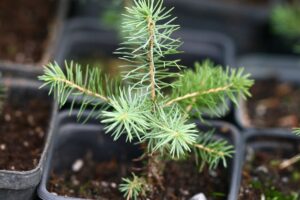 Sadzonkaswierka1 crop2