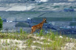 Sarnyprzykwbbelchatow 1