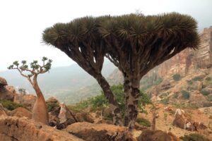 Smok sokotra piotr adamiec