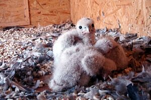 Sokol wedrowny kghm pl