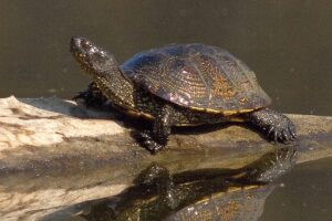 Zolw blotny wikipedia