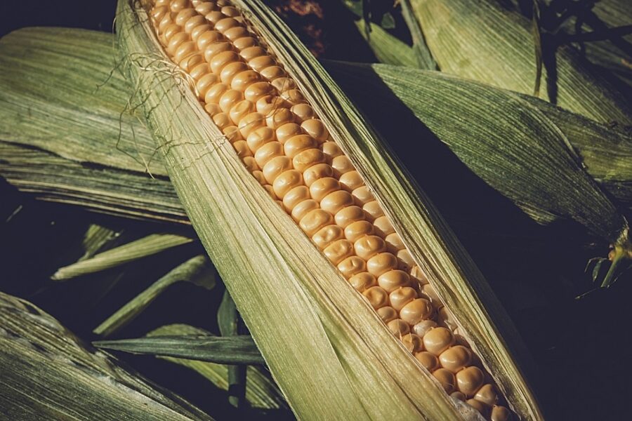 Corn 3705687 1280