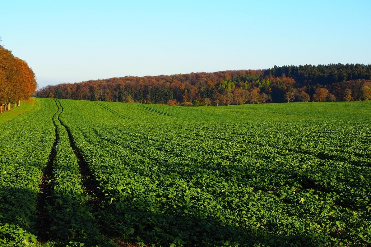 Rzepak ozimy regulacja