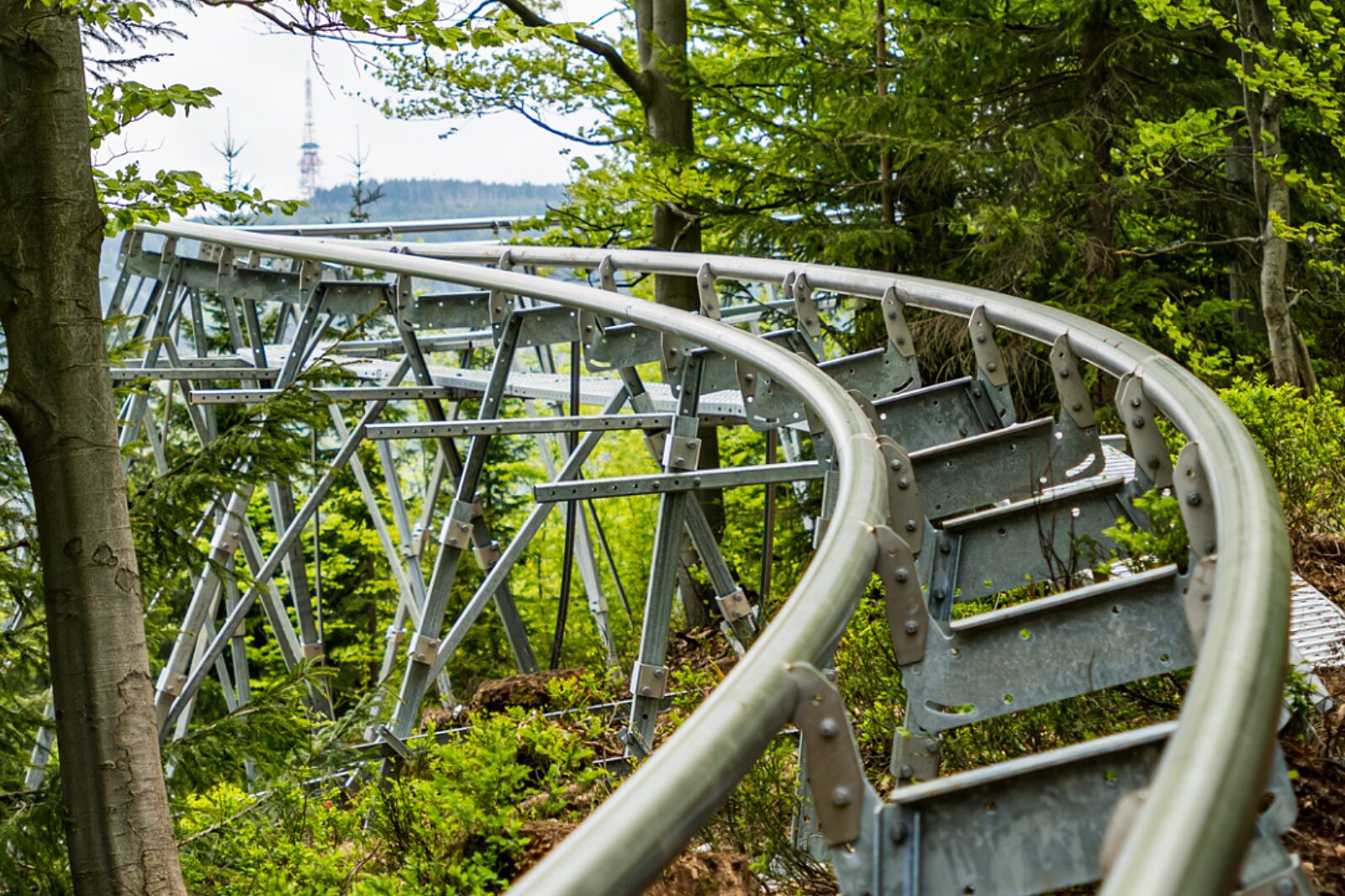 Salamandra alpina coaster 6