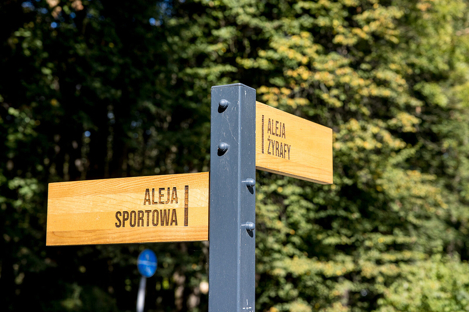 Park slaski aleja zyrafy 9
