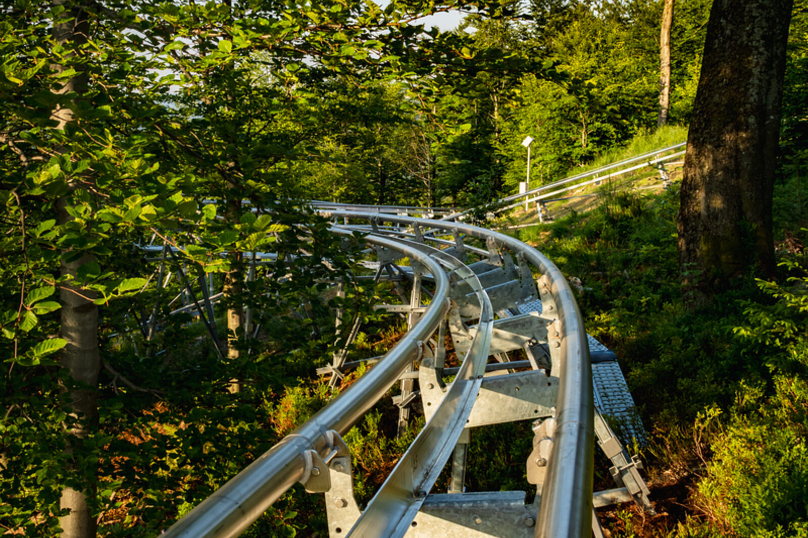 Salamandra alpina coaster 12