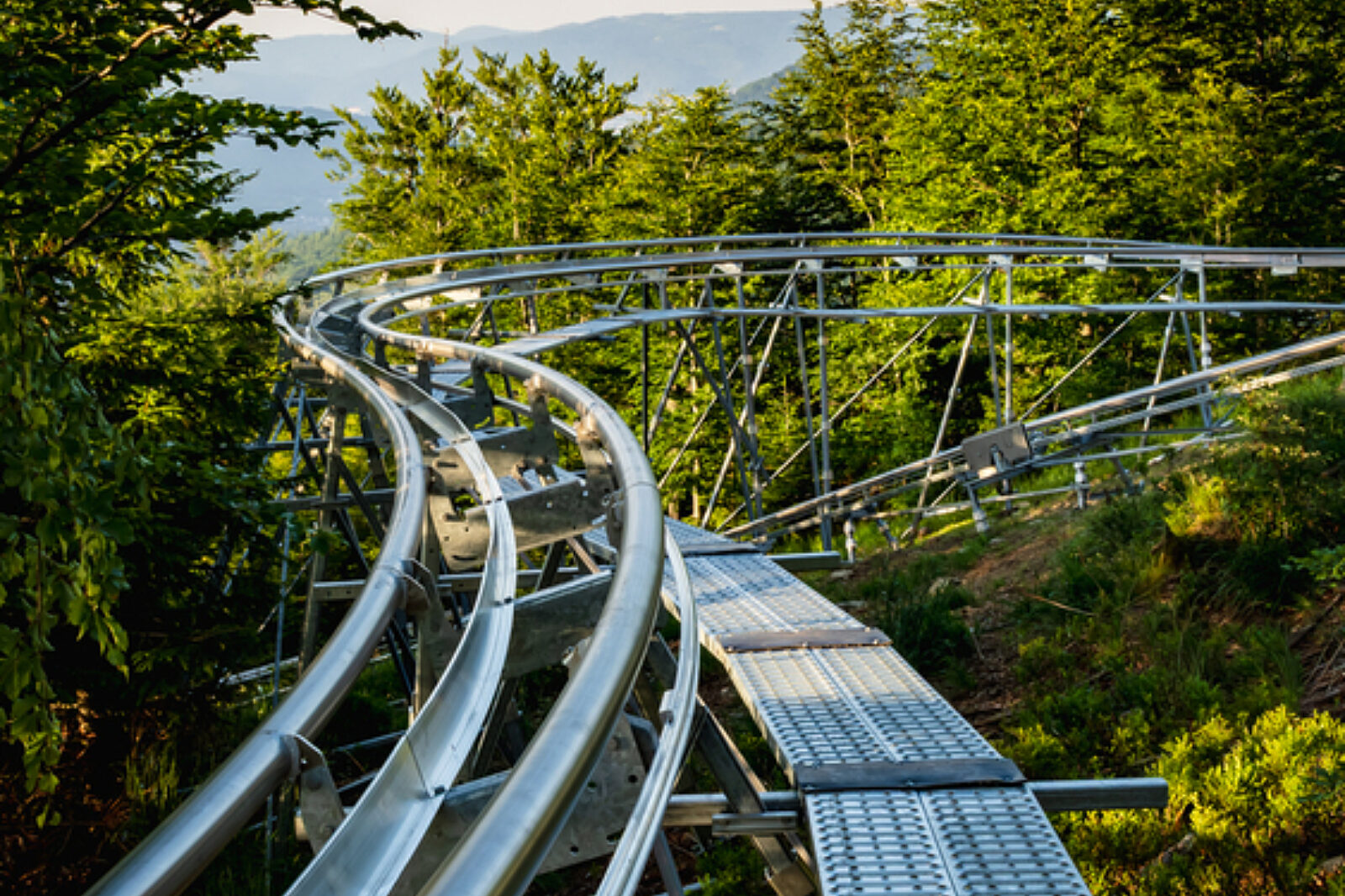 Salamandra alpina coaster 13