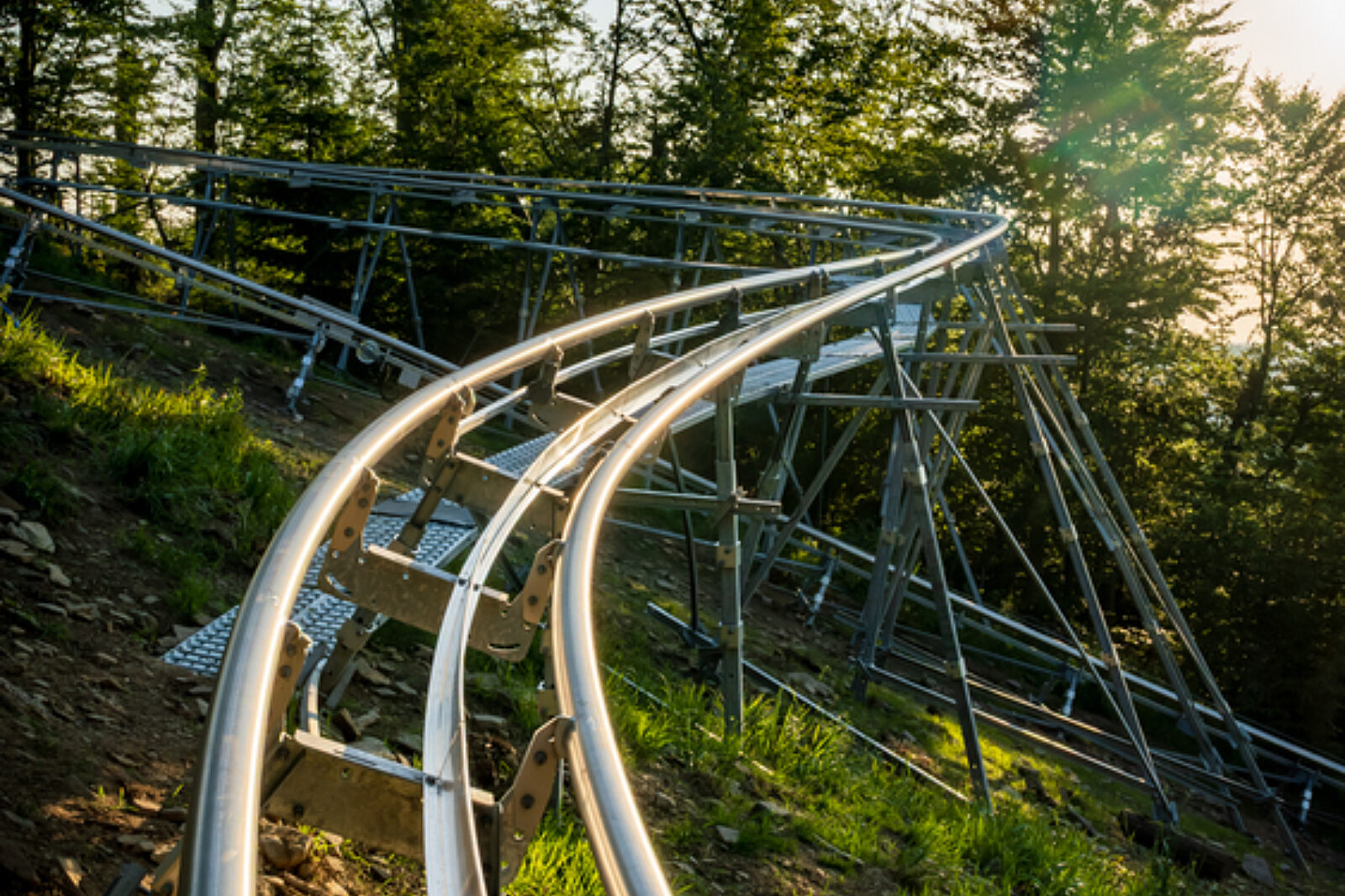 Salamandra alpina coaster 14