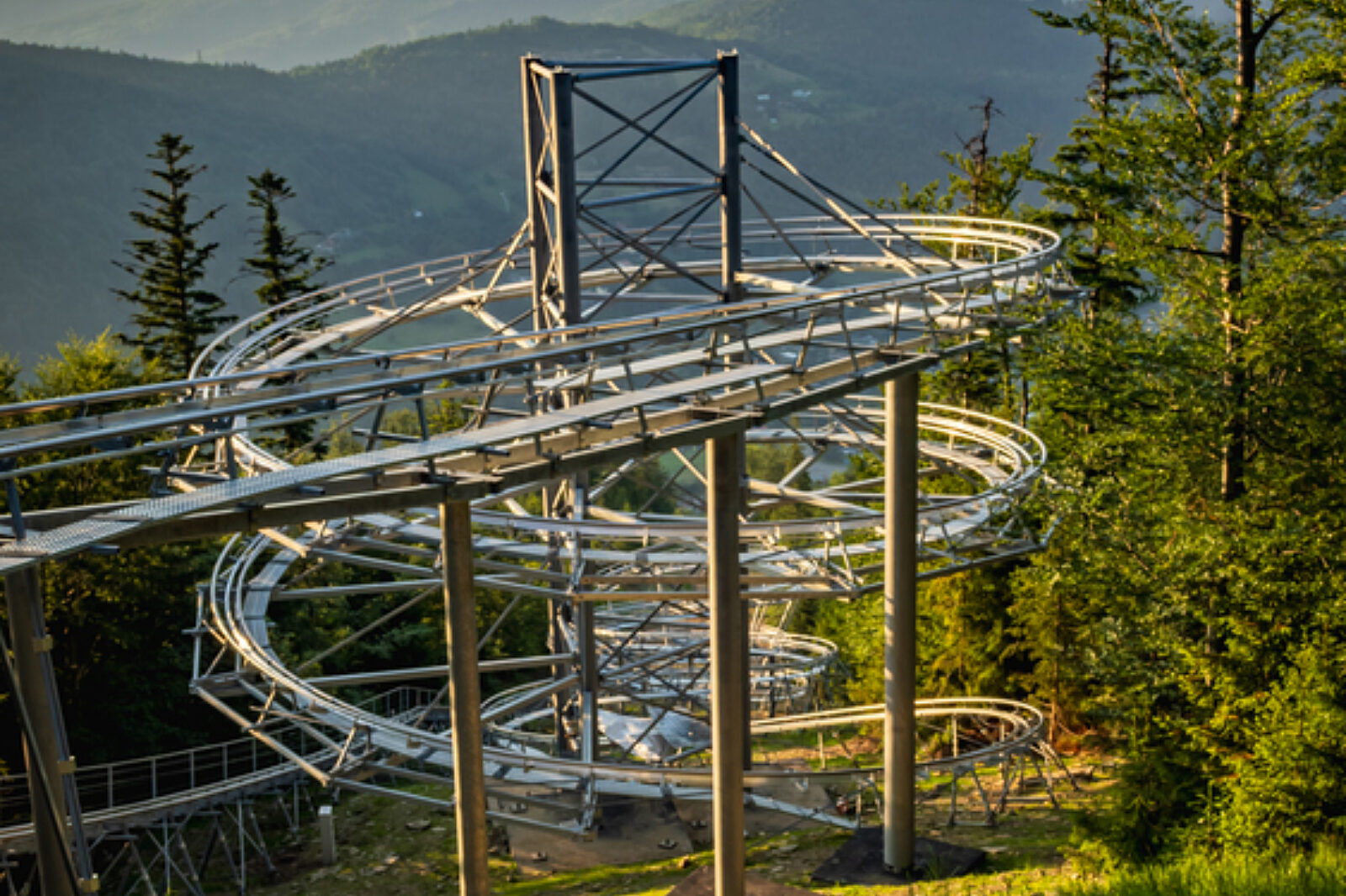 Salamandra alpina coaster 15