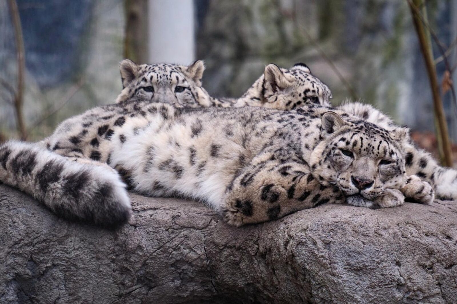 Slaskie zoo