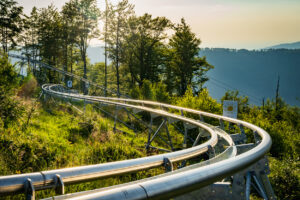 Salamandra alpina coaster 10