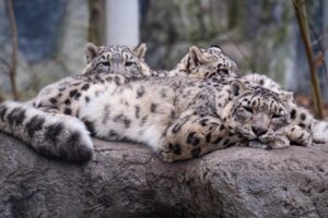 Slaskie zoo