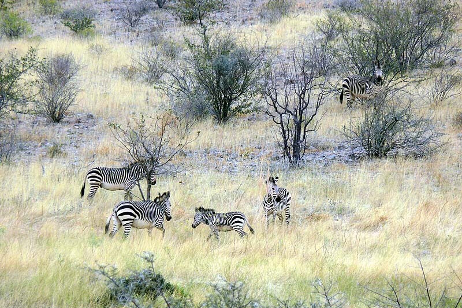 1331120076 skrzeczyna podroze 01 46