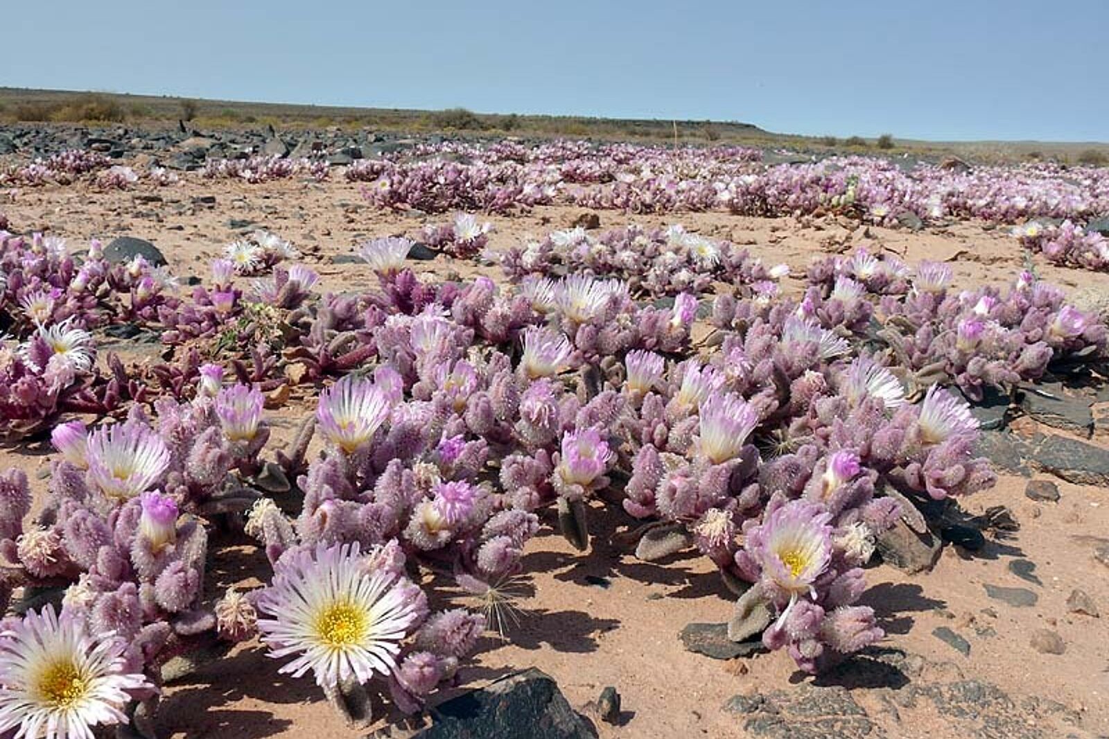 1331120119 skrzeczyna podroze 01 52