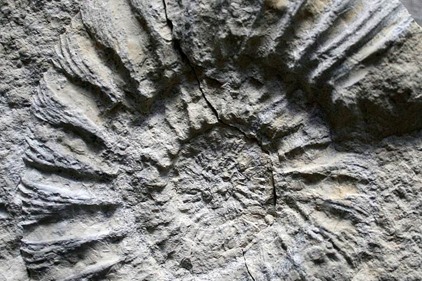 1334315639 amonit pig pib a kin