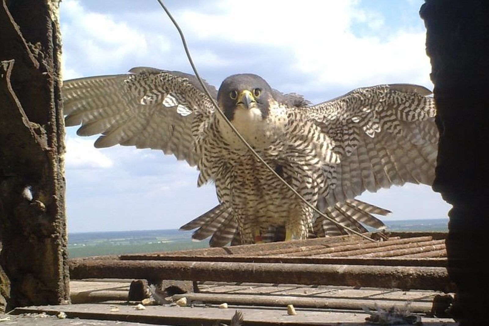 1335973545 sokol kominowy